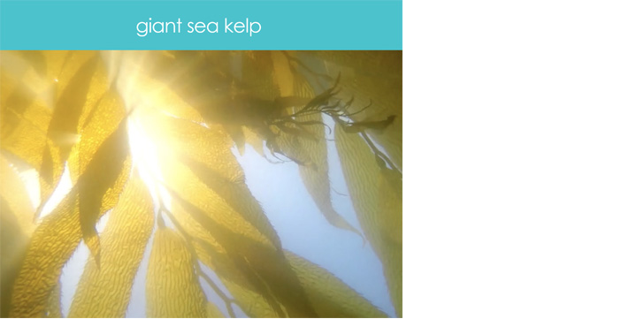 ESG23-sourcing-rn-kelp.jpg