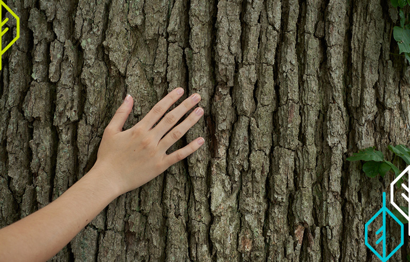 arbor-day-tree-bark-brandd.jpg